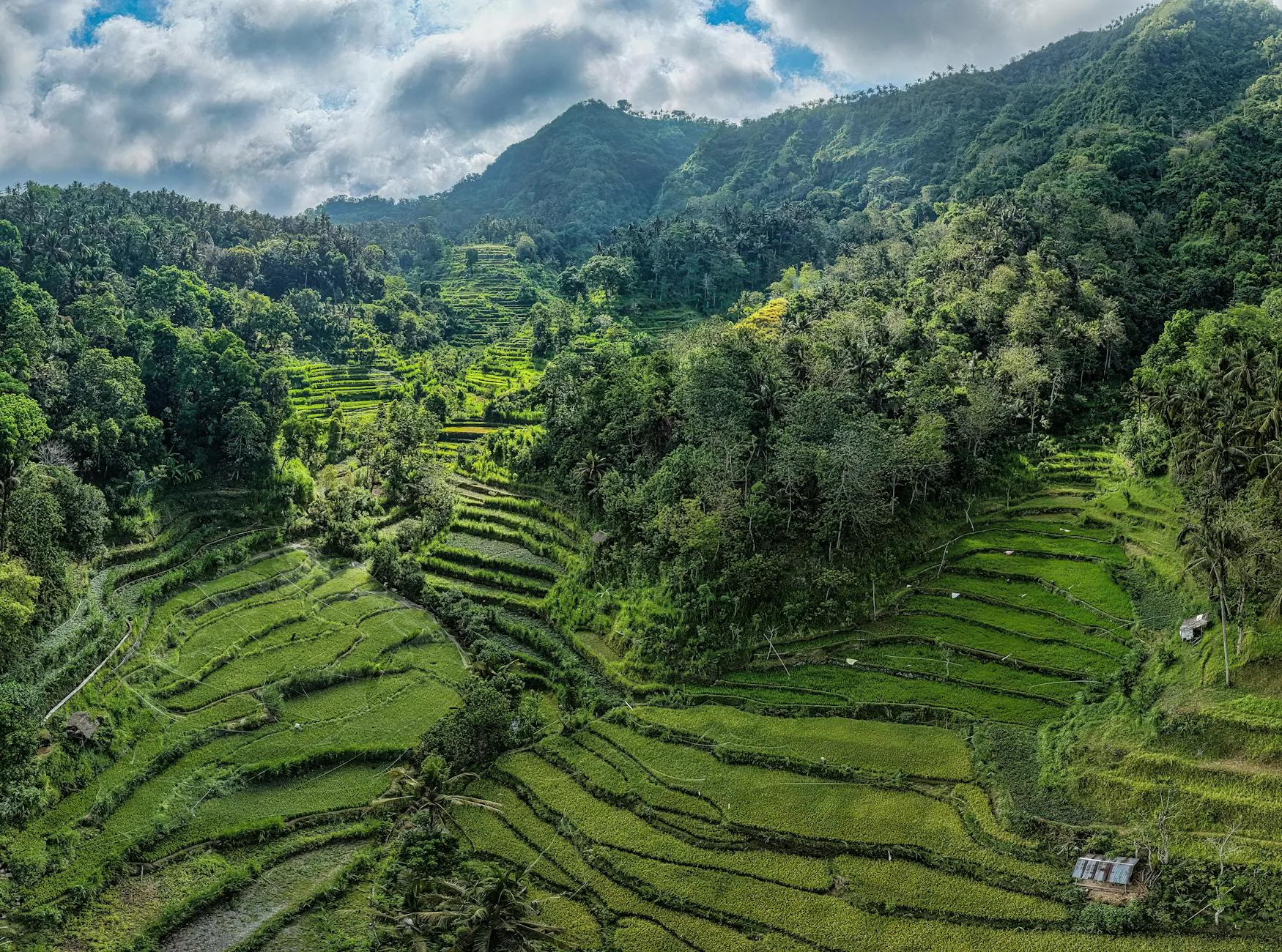 Rizières en terrasses d'Ubud, Bali, Indonésie