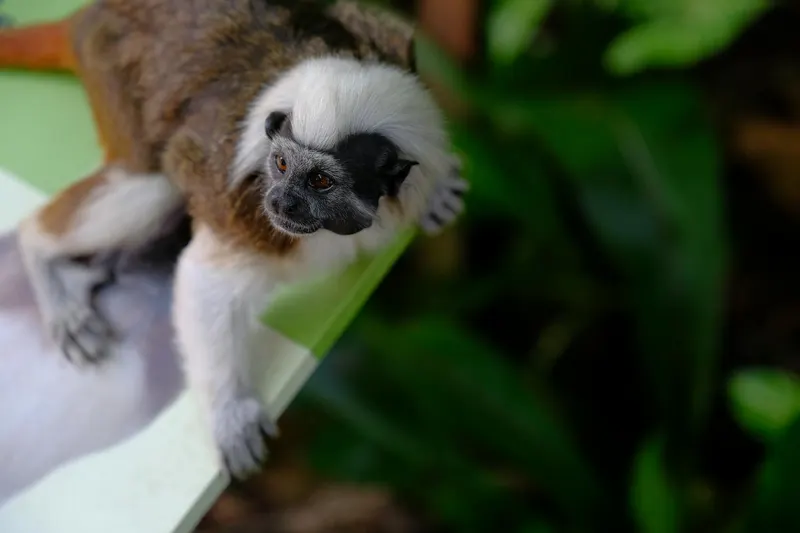 Tamarin / Black River